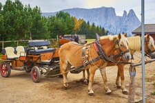 RS Adobe Stock pferdekutsche seiser alm haflinger schlern