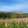 seiser alm panorama blumen