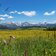 seiser alm blumenwiese und dolomiten