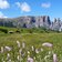 blumenwiese fruehling seiser alm und schlern b