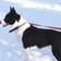 Hund Schnee pixabay cc publicdomain