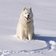 Hund Schnee Husky frederic poglio pixabay cc publicdomain