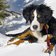 Hund schnee bernese wernerbrigitte pixabay cc publicdomain