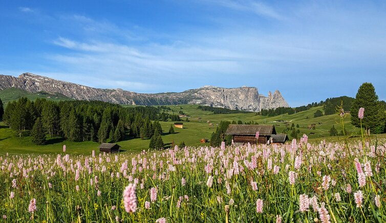 seiser alm panorama blumen