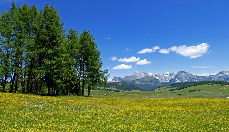 seiser alm blumenwiese highlights