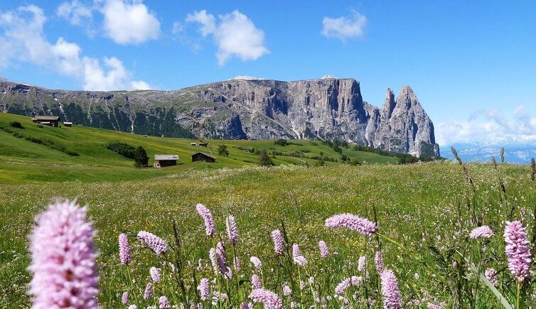 blumenwiese fruehling seiser alm und schlern b