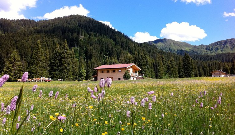 RS seiser alm saltria blumenwiesen fruehling