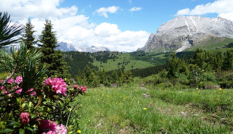 RS seiser alm plattkofel alpenrosen