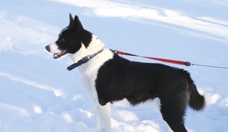 Hund Schnee pixabay cc publicdomain