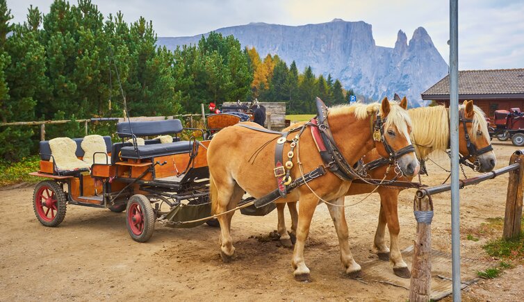 RS Adobe Stock pferdekutsche seiser alm haflinger schlern