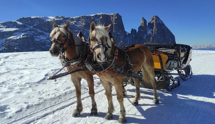kutschenfahrt seiser alm (C)martin gasslitter